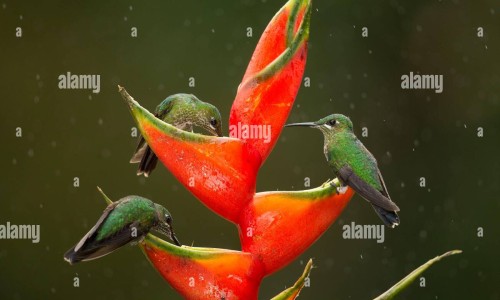 【鸡血藤的药用部位与功能主治是什么】鸡血藤的药用功效与主治 - 鸡血藤的药用部位与功能主治网